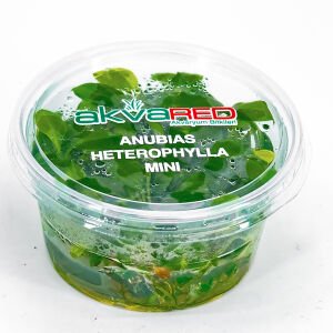 Anubias heterophylla mini IN VITRO CUP