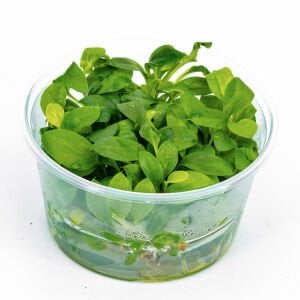 Anubias heterophylla mini IN VITRO CUP