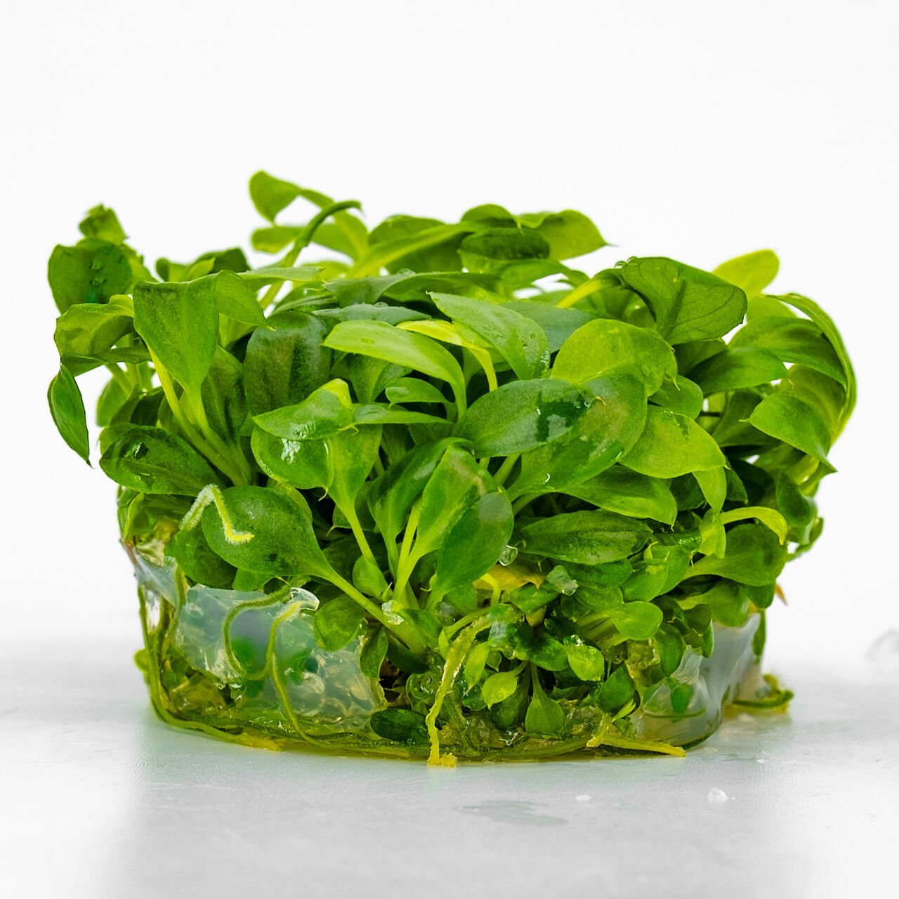 Anubias heterophylla mini IN VITRO CUP