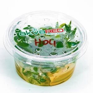 Homalomena sekadau south IN VITRO CUP