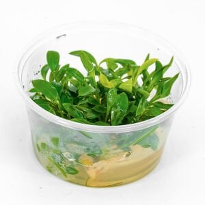 Homalomena sekadau south IN VITRO CUP