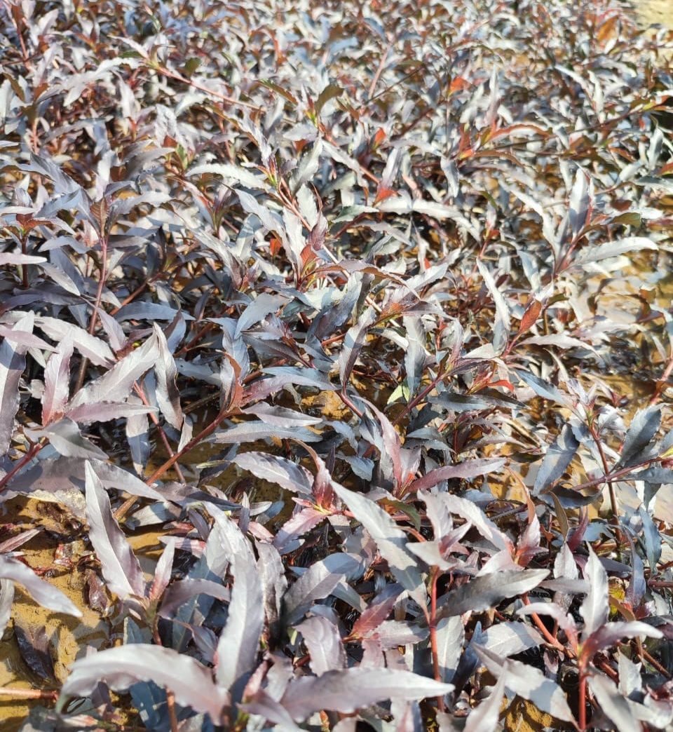 Hygrophila costata SAKSI