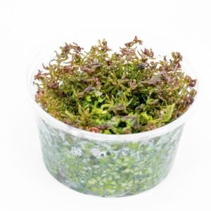 Rotala macrandra mini butterfly IN VITRO CUP