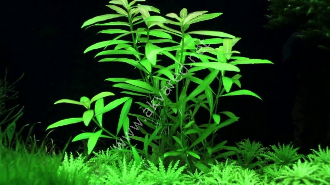 Hygrophila polysperma (Zeytin) İTHAL BUKET ÖN SİPARİŞ