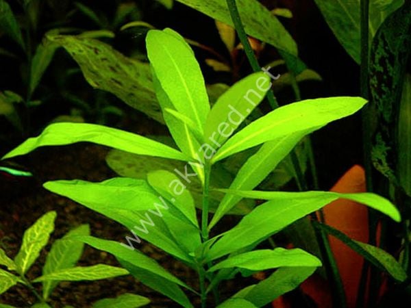 Hygrophila polysperma (Zeytin) İTHAL BUKET ÖN SİPARİŞ