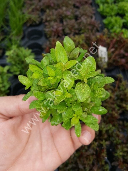 Hygrophila polysperma (Zeytin) ADET