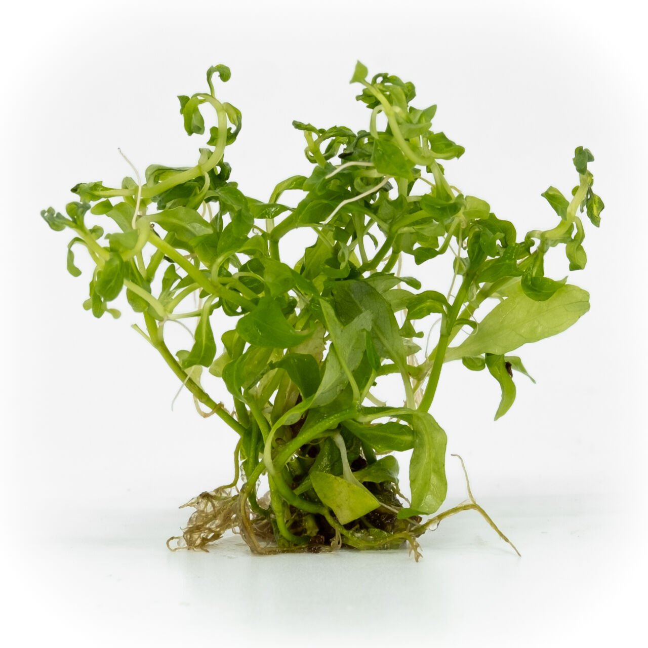 Hygrophila rosanervis EXVITRO