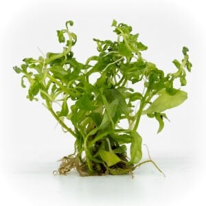 Hygrophila rosanervis EXVITRO