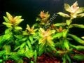 Hygrophila rosanervis EXVITRO