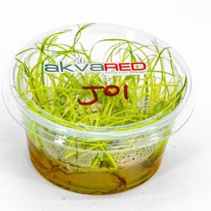 Juncus repens IN VITRO CUP