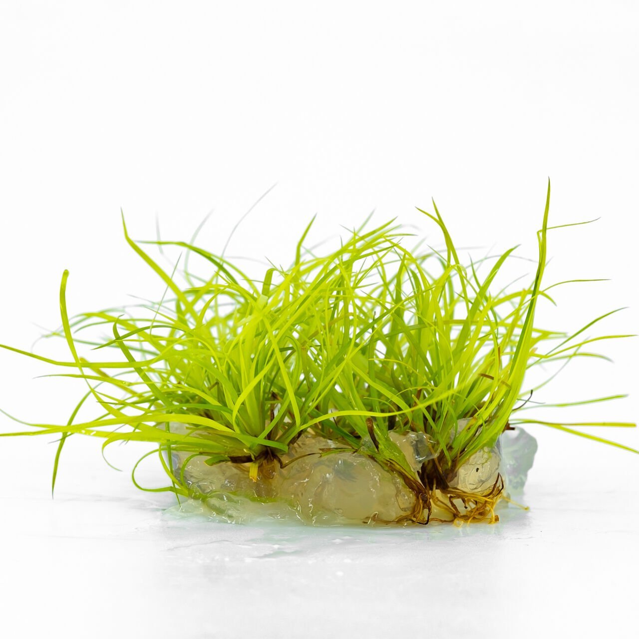 Juncus repens IN VITRO CUP
