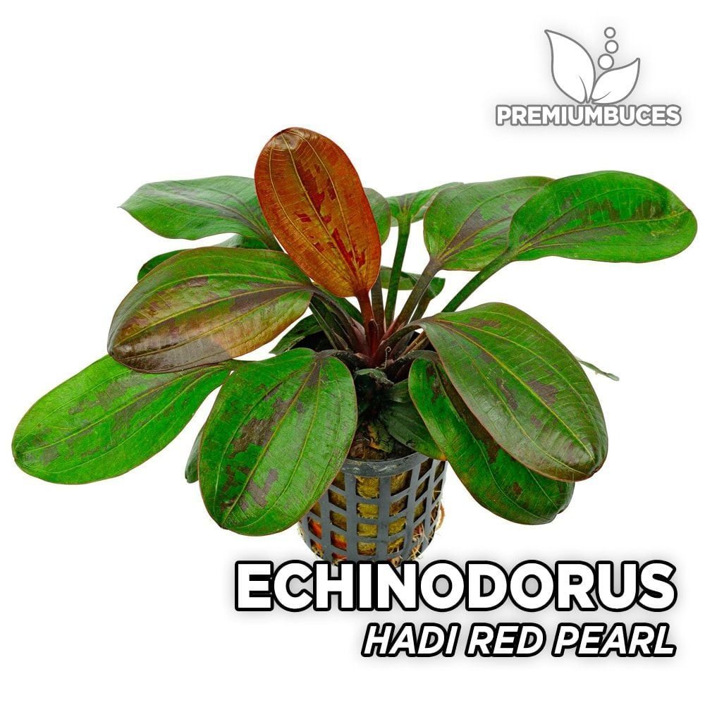 Echinodorus hadi red pearl ADET