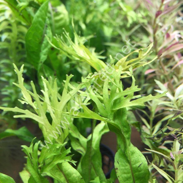 Microsorum pteropus windelov (Windelov Fern) İTHAL BUKET ÖN SİPARİŞ