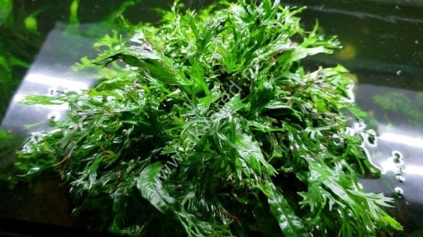 Microsorum pteropus windelov (Windelov Fern) İTHAL BUKET ÖN SİPARİŞ