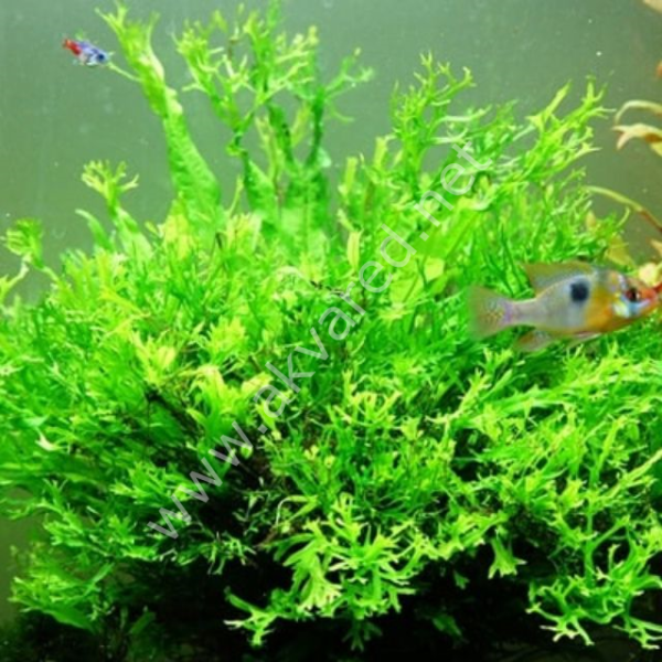 Microsorum pteropus windelov (Windelov Fern) İTHAL BUKET ÖN SİPARİŞ