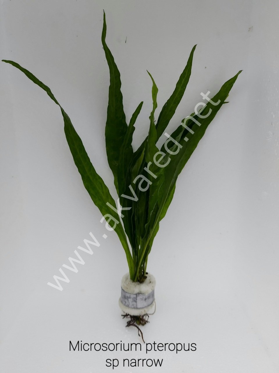 Microsorum pteropus sp narrow (Narrow Fern) İTHAL BUKET ÖN SİPARİŞ