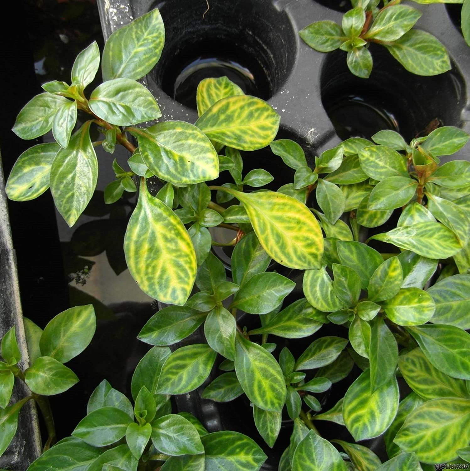 Ludwigia atlantis BUKET