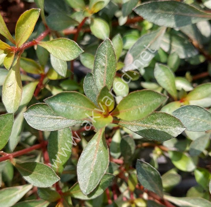 Ludwigia diamond EXVITRO
