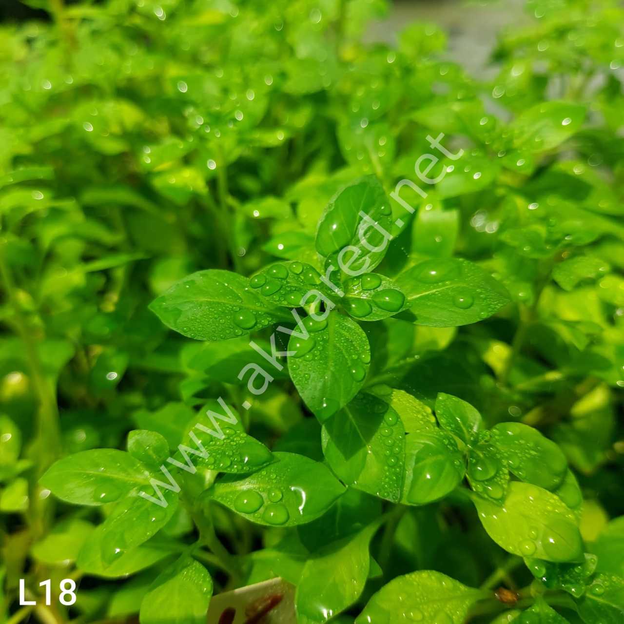 Ludwigia green BUKET