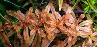 Ludwigia inclinata brown BUKET