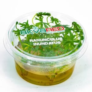Ranunculus inundatus IN VITRO CUP