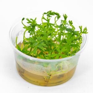 Ranunculus inundatus IN VITRO CUP