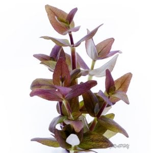 Bacopa salzmannii araguaia IN VITRO CUP