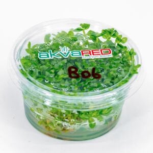 Bacopa salzmannii araguaia IN VITRO CUP