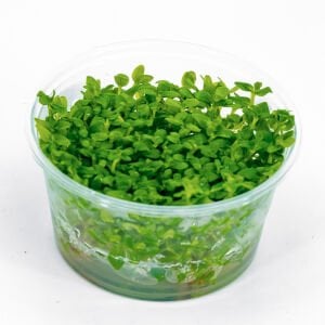 Bacopa salzmannii araguaia IN VITRO CUP