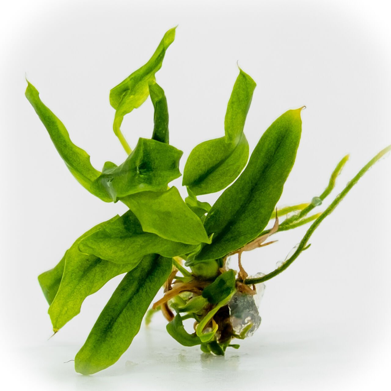 Anubias minima compact EXVITRO