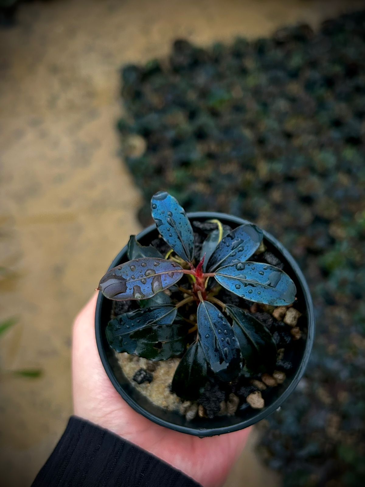 Bucephalandra upper ghost ADET İTHAL ÖN SİPARİŞ