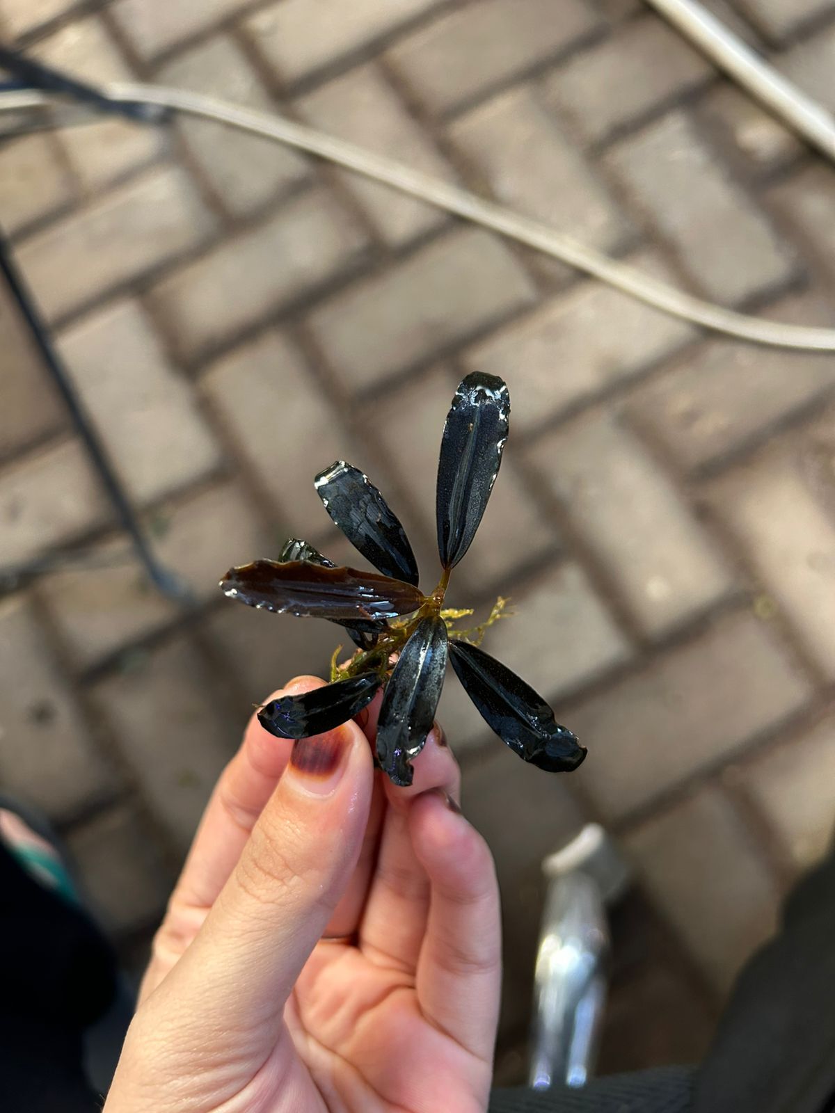 Bucephalandra helena 2011 ADET İTHAL ÖN SİPARİŞ