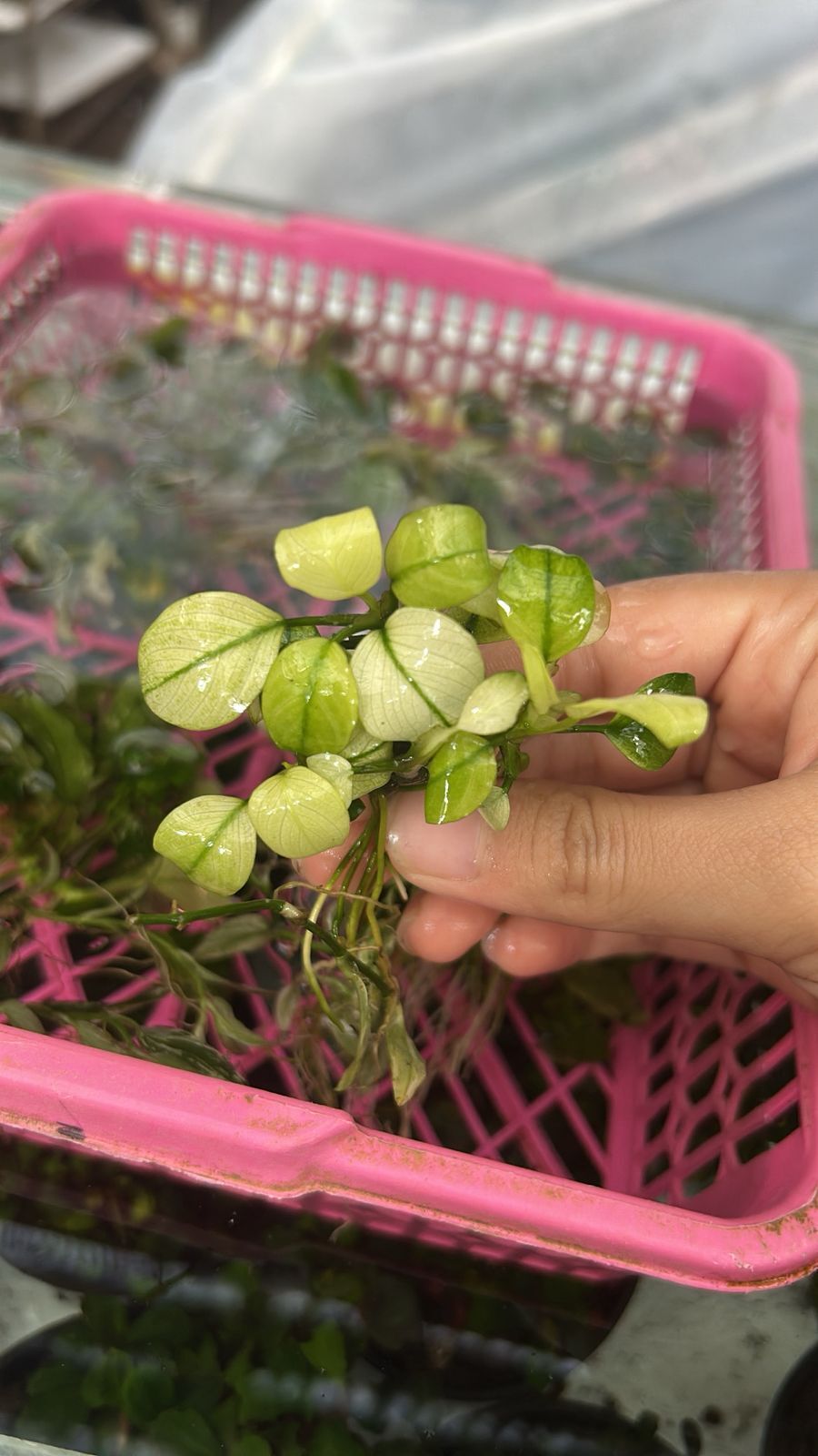 Anubias barteri BROAD WHITE ADET - ÖN SİPARİŞ