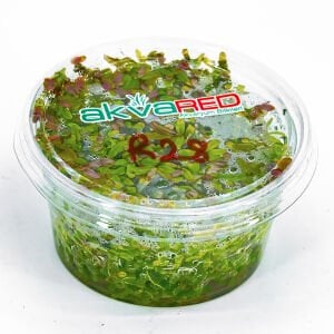 Rotala fujian IN VITRO CUP