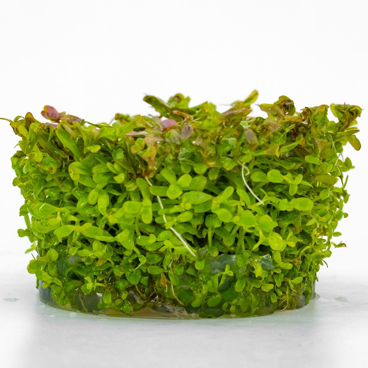 Rotala fujian IN VITRO CUP