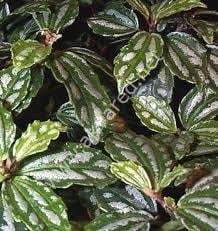 Pilea cadierei nana ADET