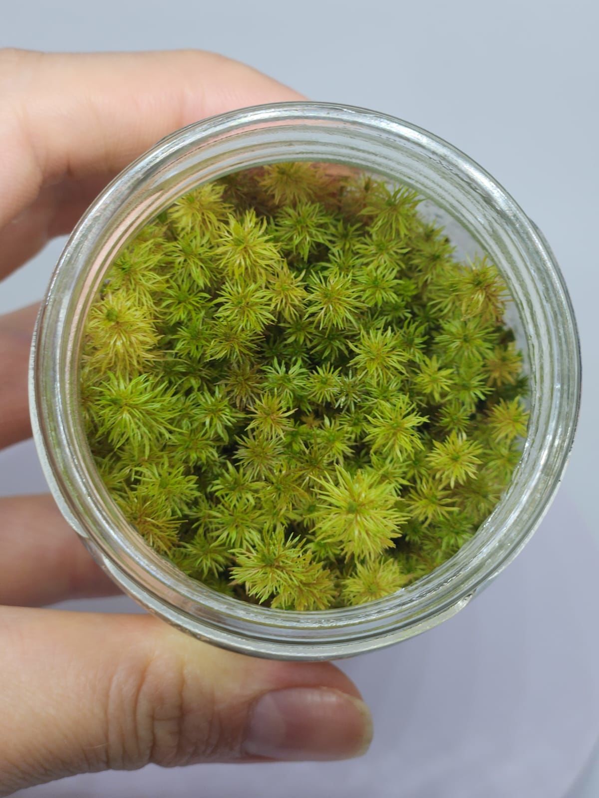 Myriophyllum aquatica IN VITRO JAR (KAVANOZ)