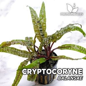 Cryptocoryne balansae İTHAL BUKET ÖN SİPARİŞ