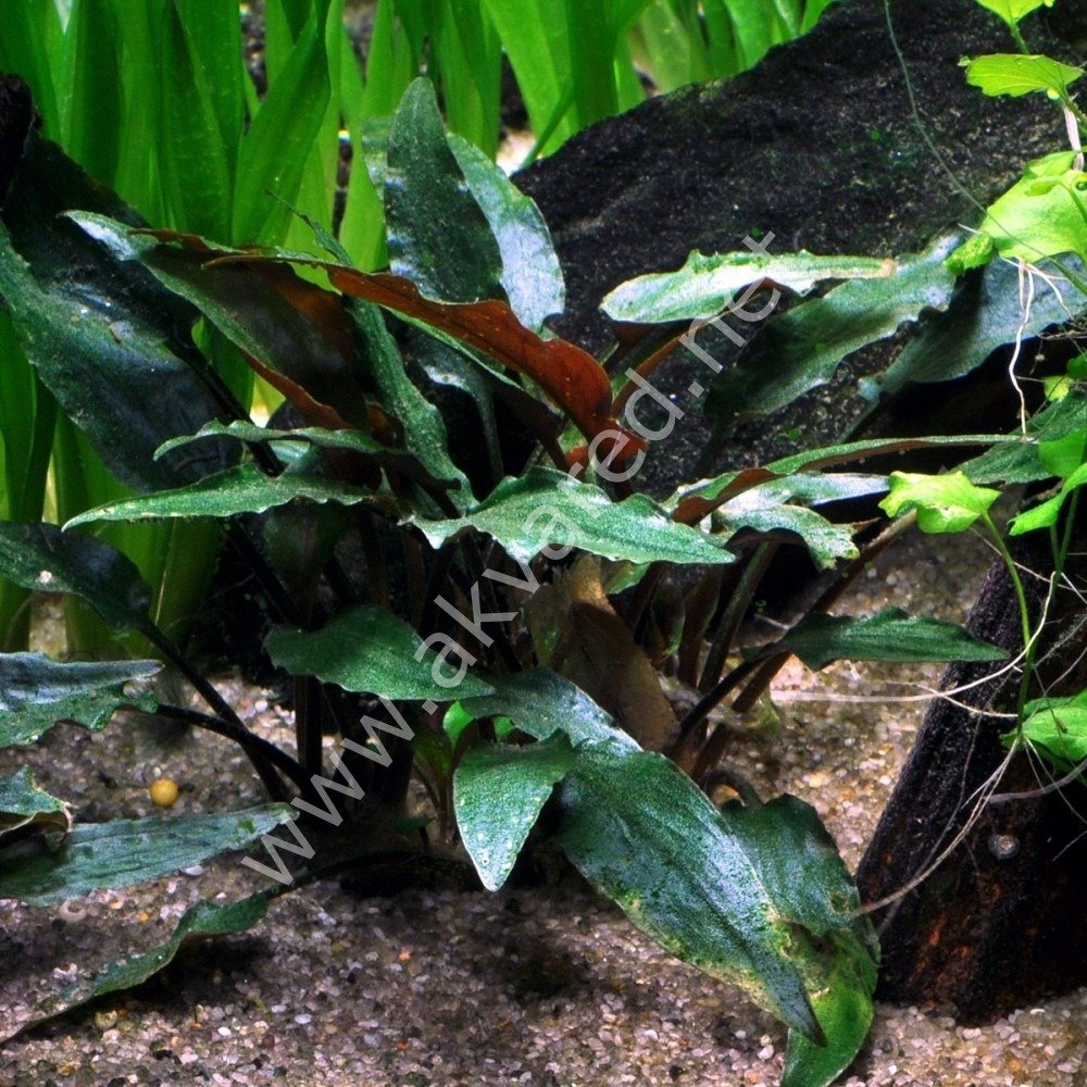 Cryptocoryne beckettii İTHAL BUKET ÖN SİPARİŞ