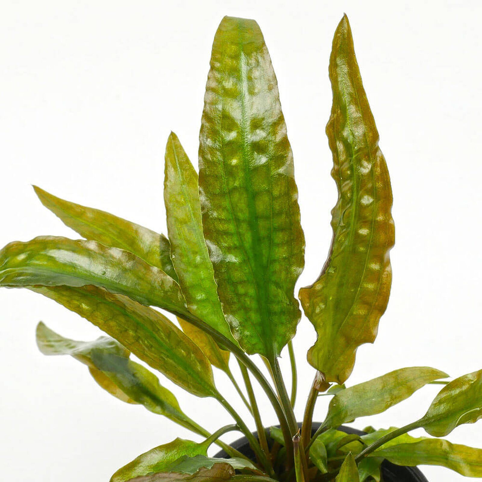 Cryptocoryne usteriana İTHAL BUKET ÖN SİPARİŞ
