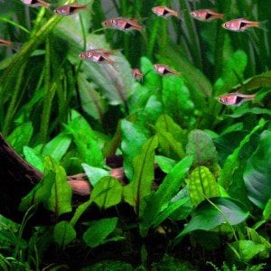 Cryptocoryne wendtii Green İTHAL BUKET