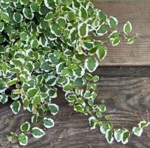 Ficus repens variegata İTHAL BUKET ÖN SİPARİŞ