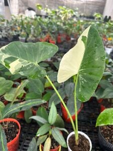 Alocasia variegated ÖN SİPARİŞ