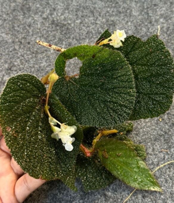 Begonia sp. Green Blue ÖN SİPARİŞ