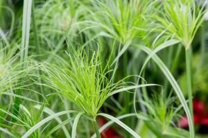 Cyperus papyrus İTHAL BUKET