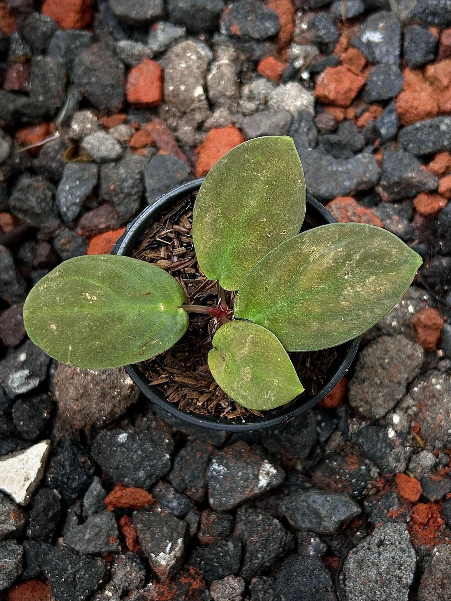 Homalomena red langkat ÖN SİPARİŞ