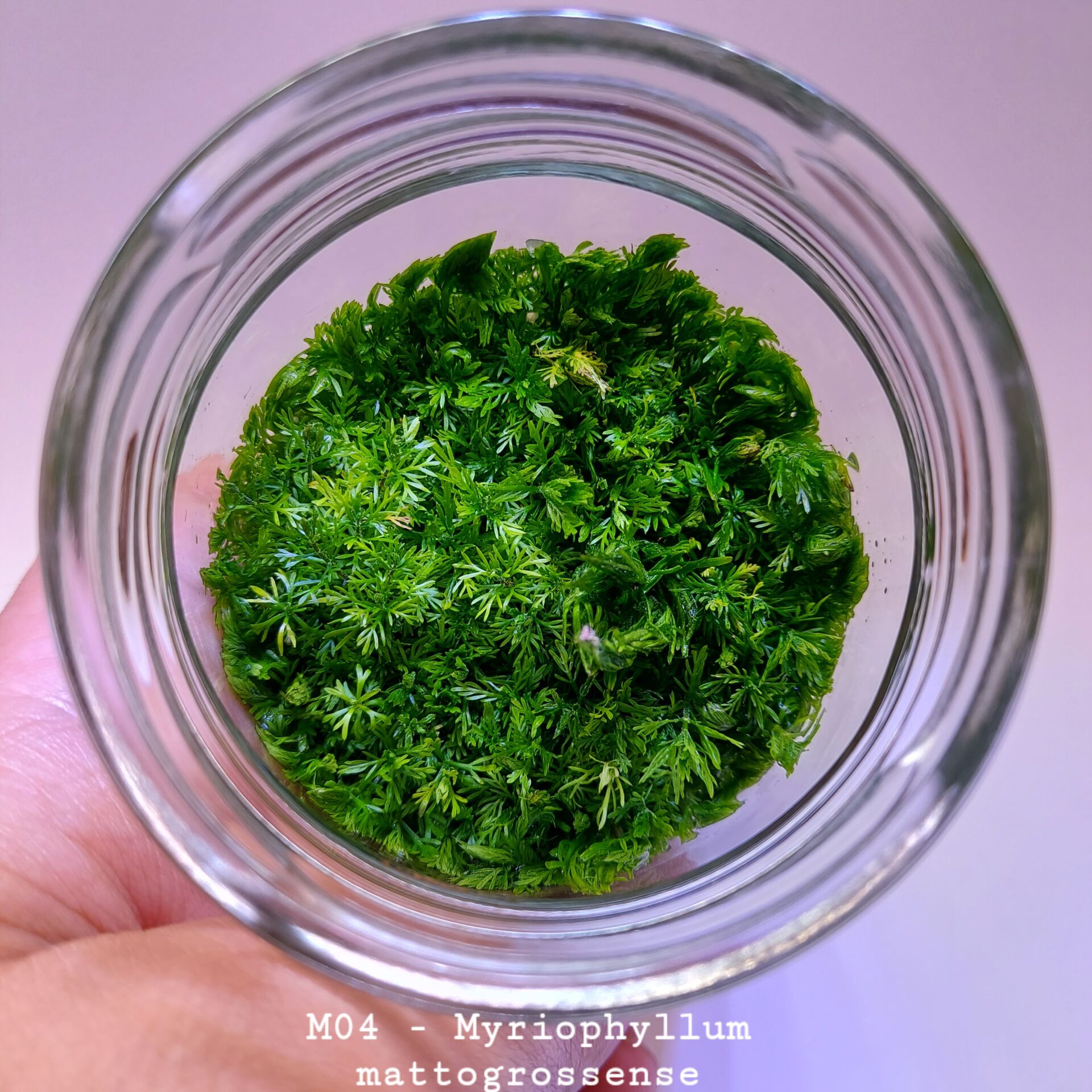 Myriophyllum mattogrossense IN VITRO JAR (KAVANOZ)