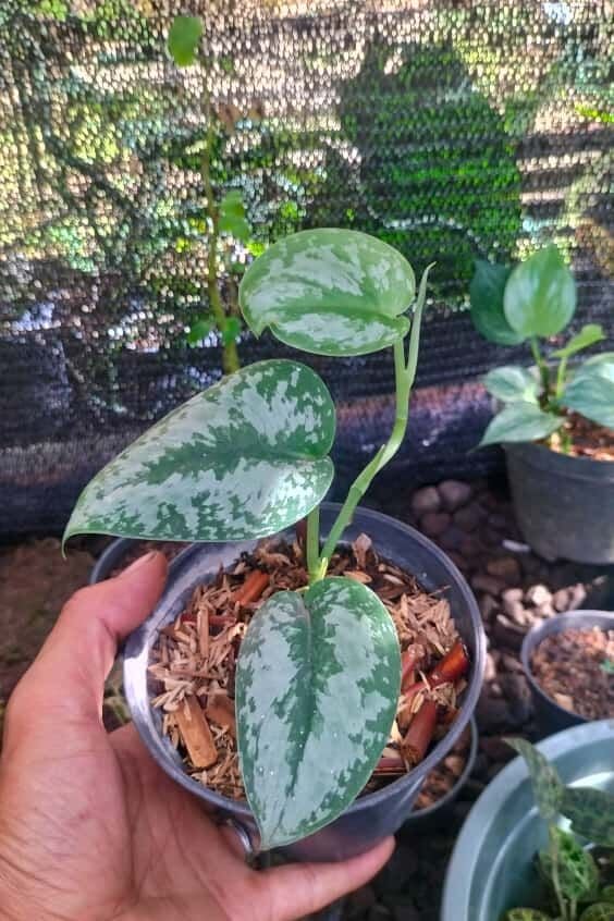 Scindapsus sp. ÖN SİPARİŞ