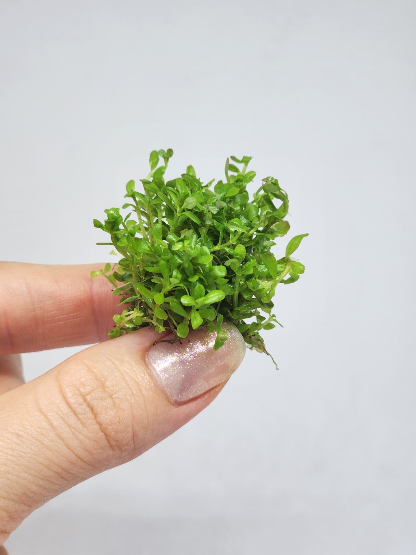 Rotala indica red EXVITRO