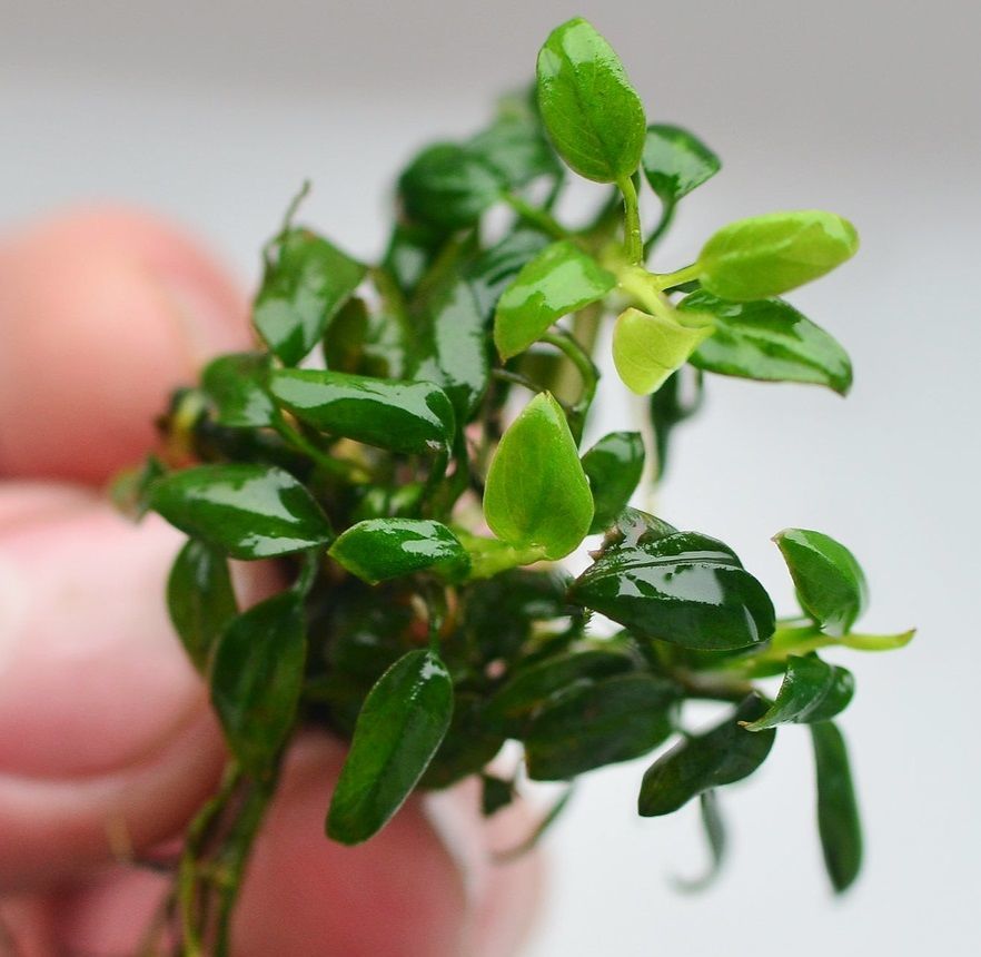 Anubias chili mini ADET